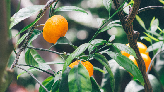 Producing Fruitfulness