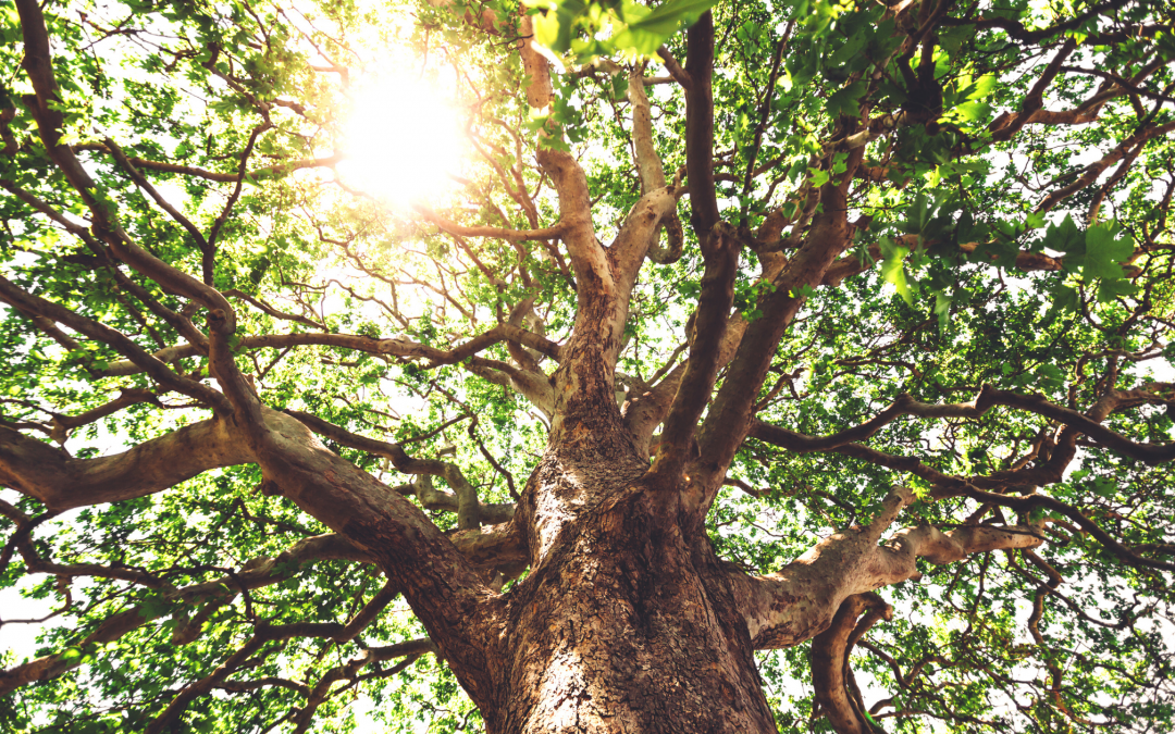 Rooted in God; Growing in Faith