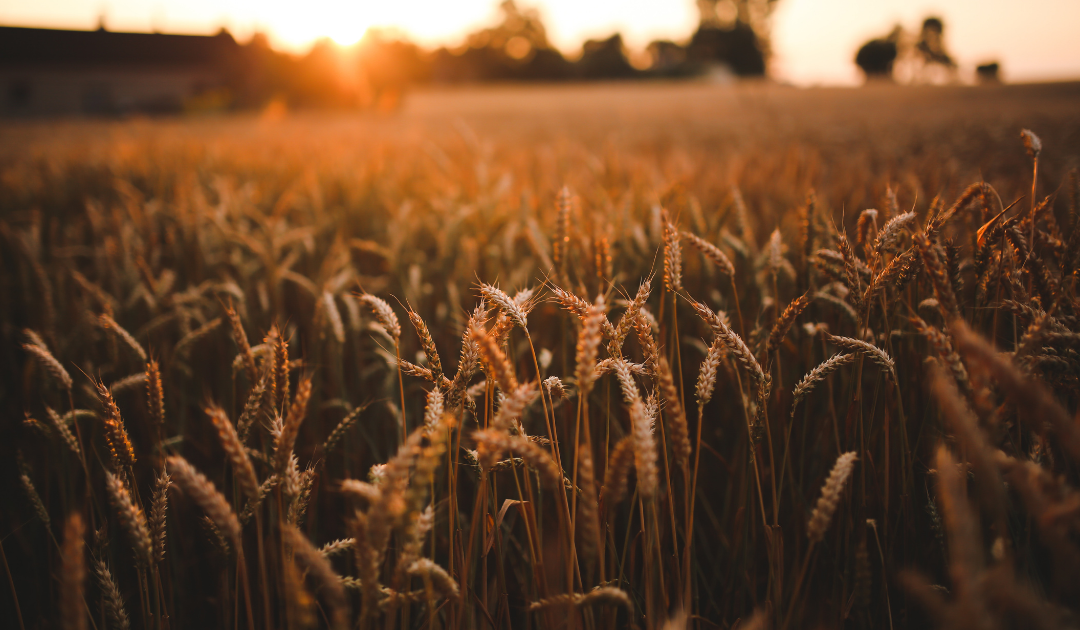 The Harvest and Laborers