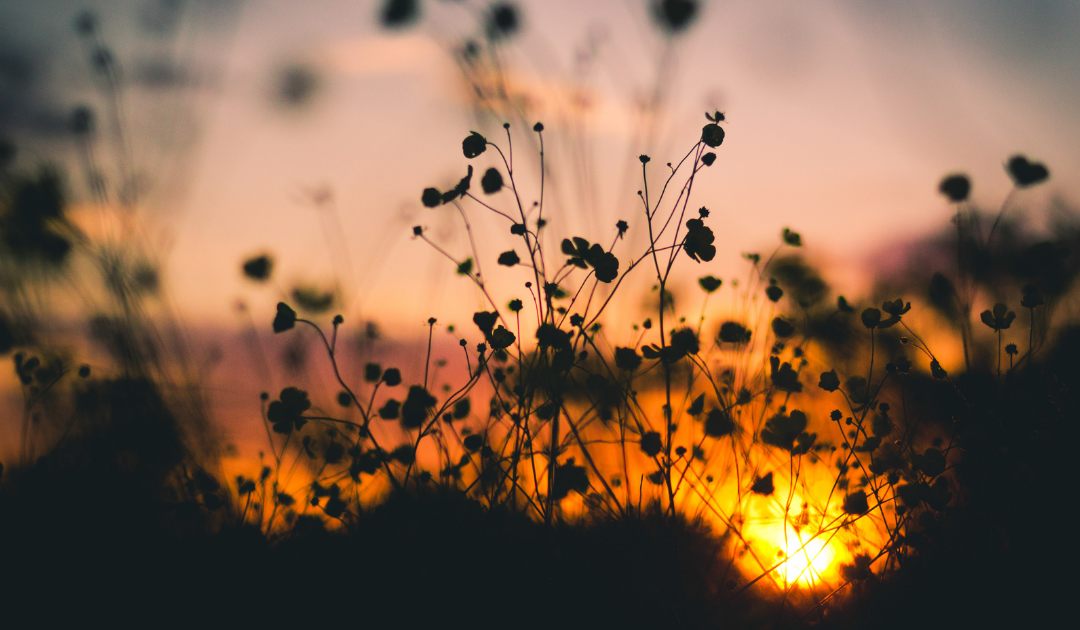 Mercy and Inner Renewal