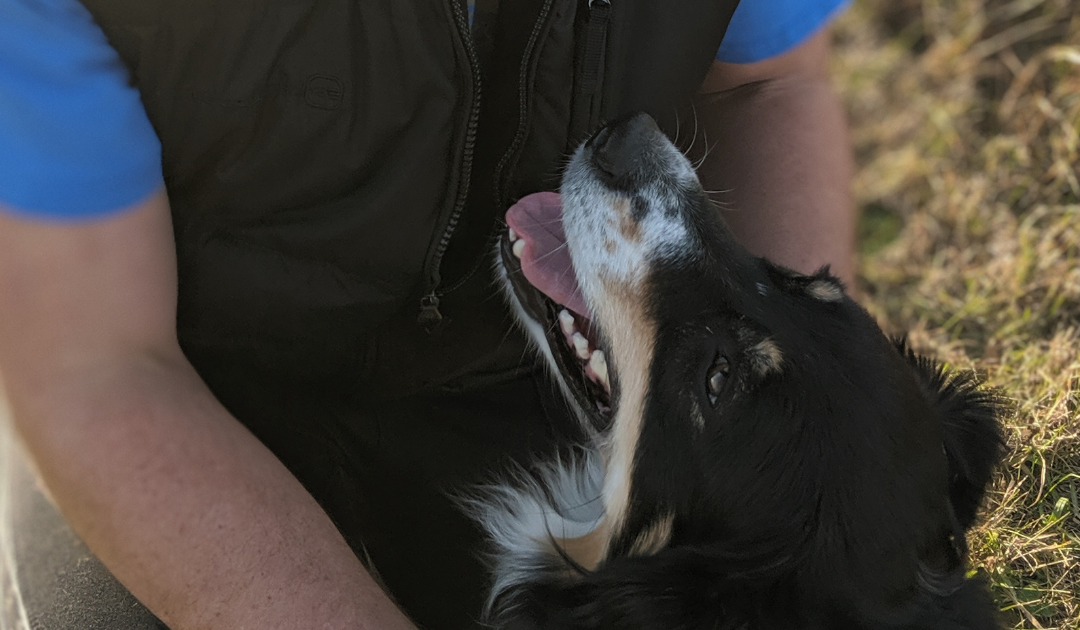 Dogged with Worries